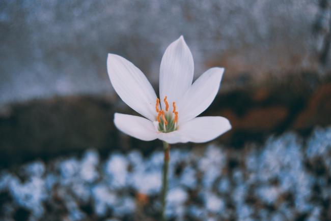 white flower